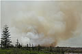 Gorse Fire