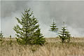 Gorse Fire